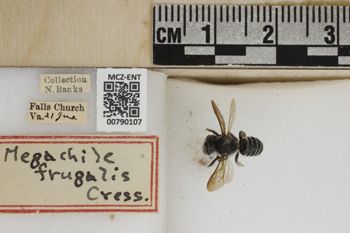 Media type: image;   Entomology 790107 Aspect: Labels